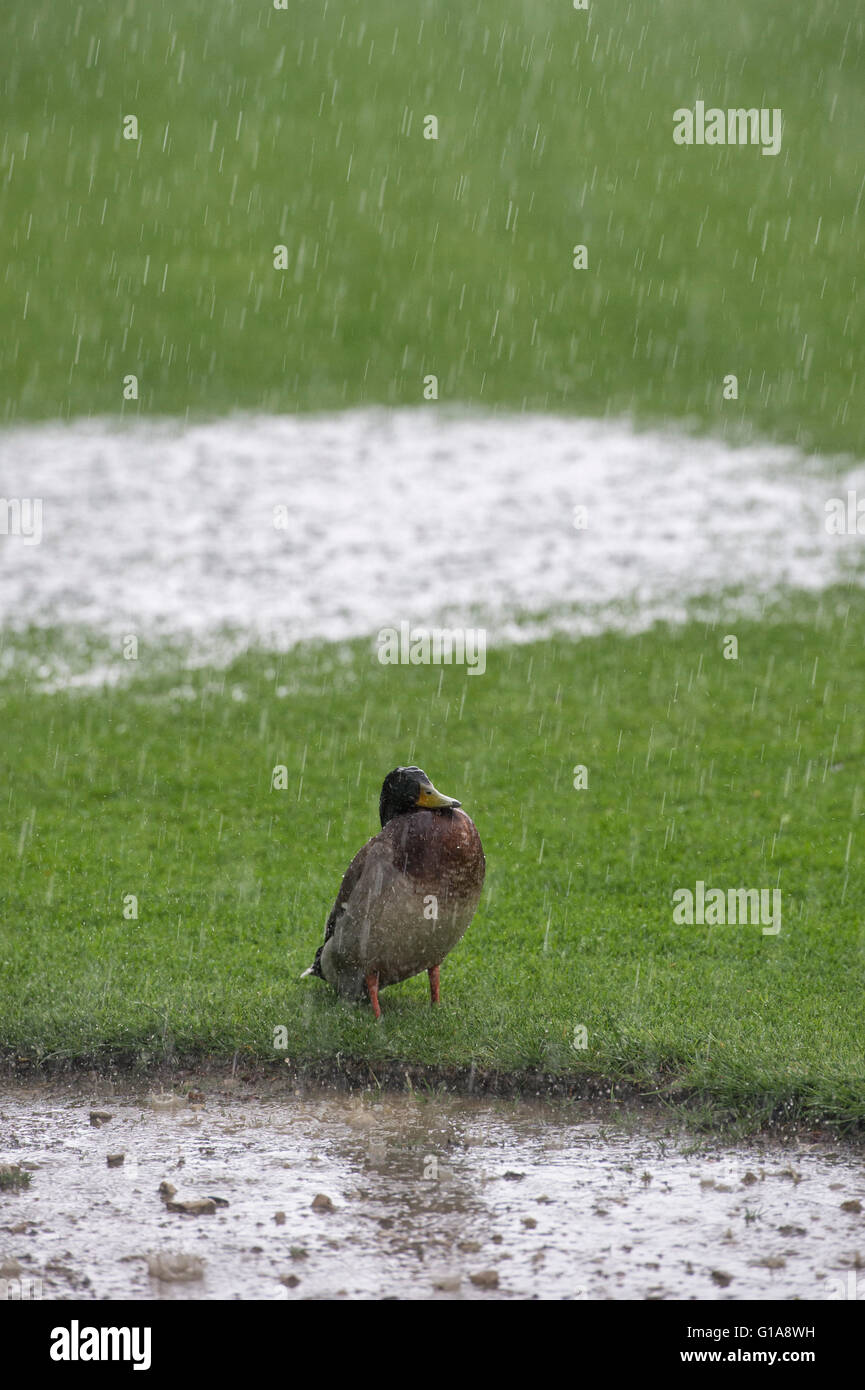 Anas Platyrhynchos. Stockente auf einer Grünfläche im sintflutartigen Regen Stockfoto