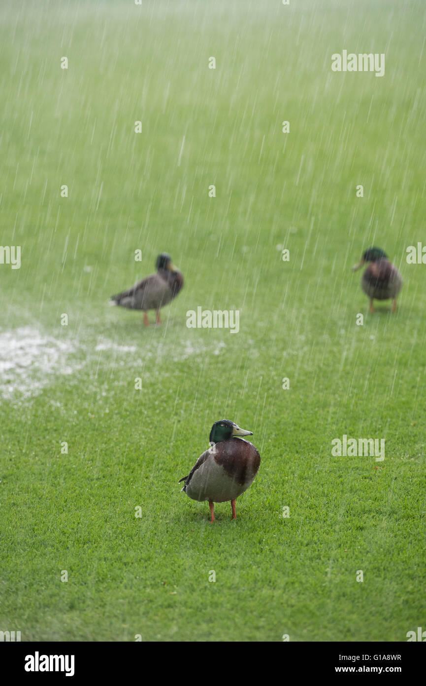 Anas Platyrhynchos. Stockente Enten auf einer Grünfläche im sintflutartigen Regen Stockfoto