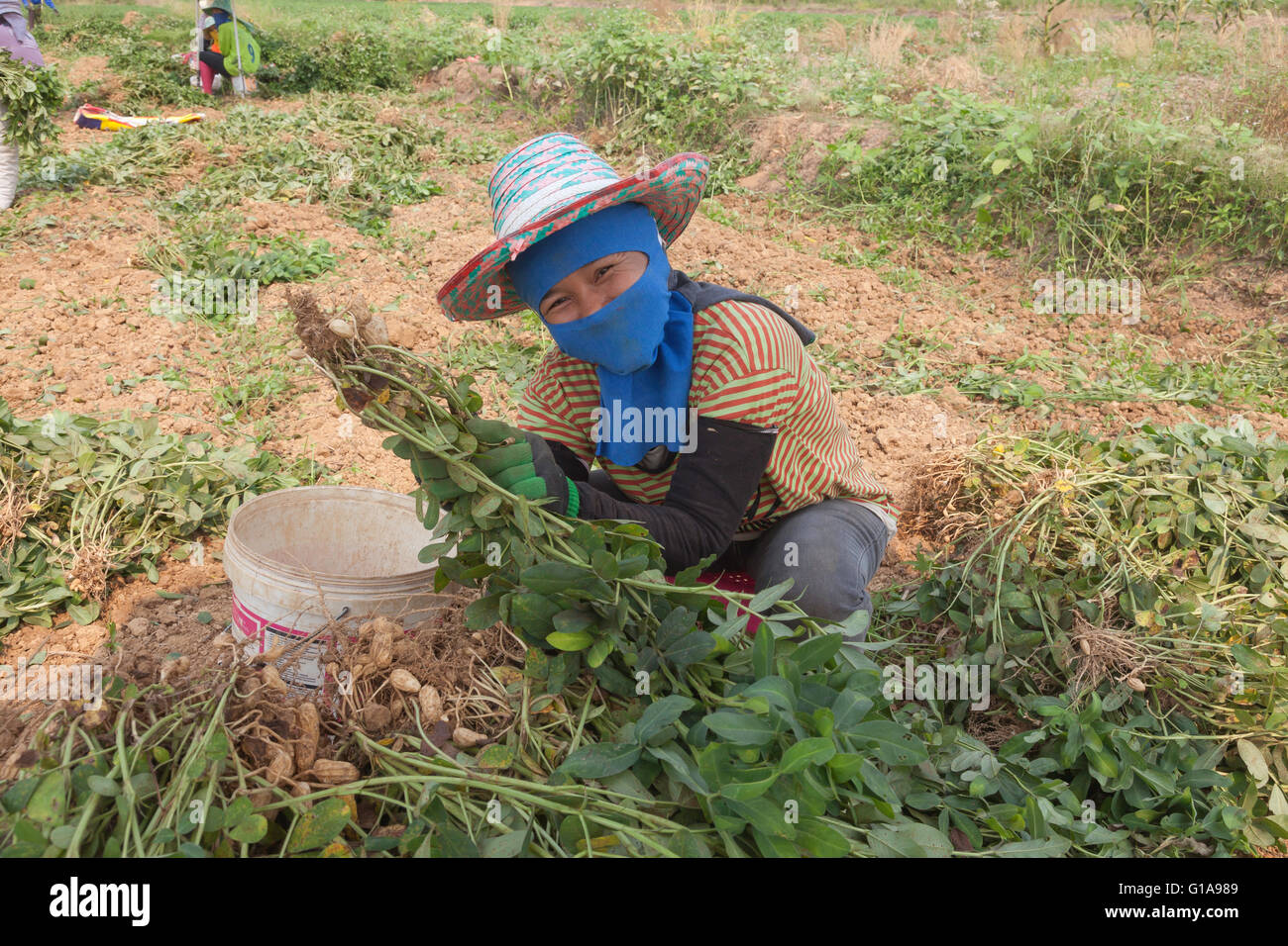 Arbeitnehmerin, die Ernte Erdnüsse in einem Feld nahe Chiang Mia, Thailand Stockfoto