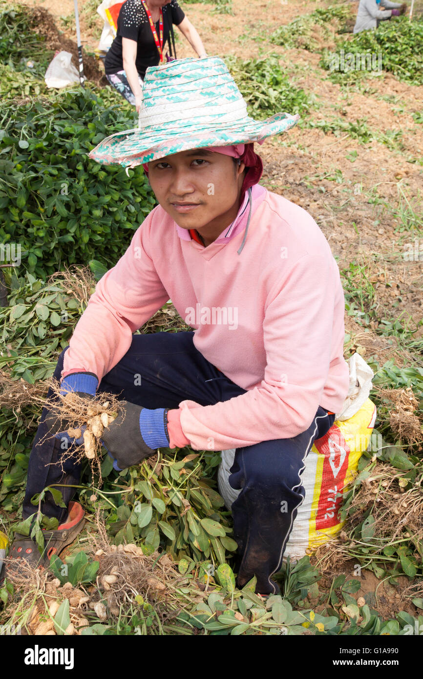 Mädchen mit Hut, erntet 14 Jahre Erdnüsse in einem Feld nahe Chiang Mia, Thailand Stockfoto