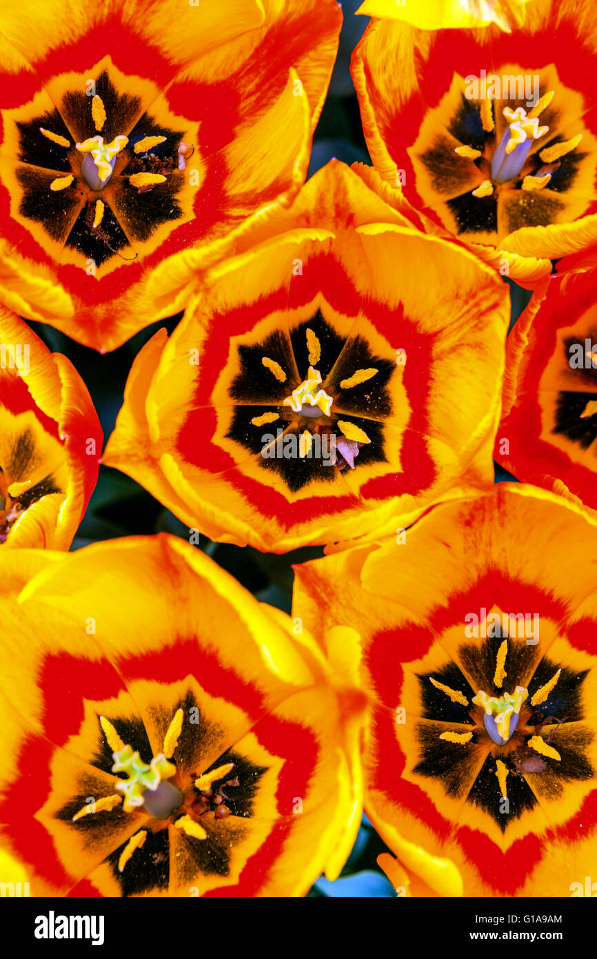 Tulpen Tulipa „Flair“-Muster, offene Tulpen schließen Blüten abstrakte Blüten Stockfoto