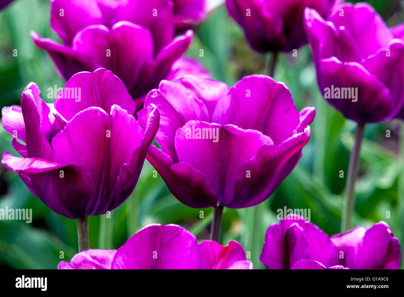Blühender Tulpengarten, Triumph Tulip Tulipa „Purple Rain“ Stockfoto