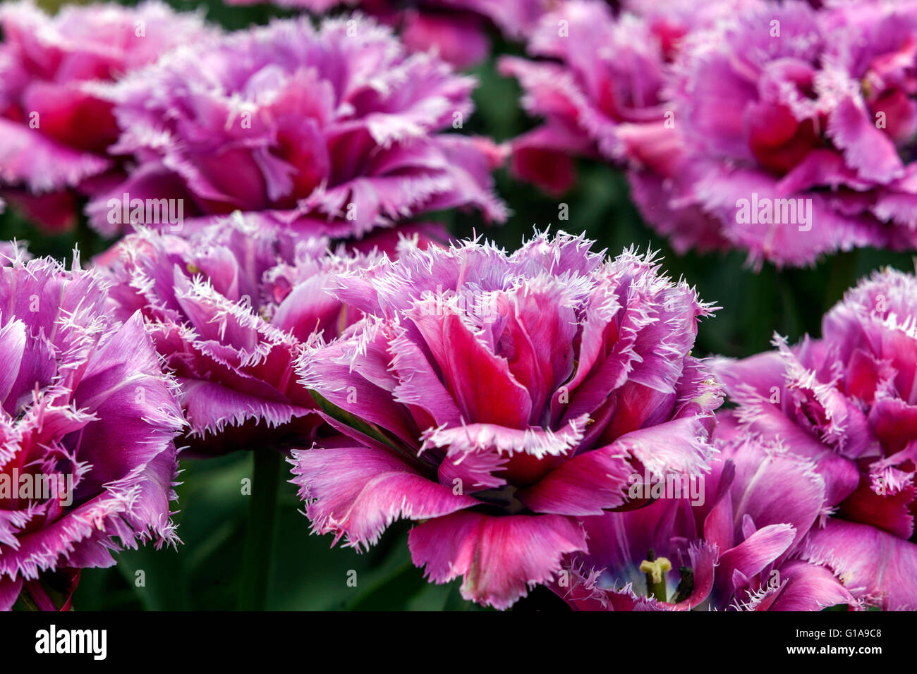 Gesäumter Tulpengarten, Tulipa „Matchpoint“, lila-rosafarbene, gesäumte Tulpenblume Stockfoto