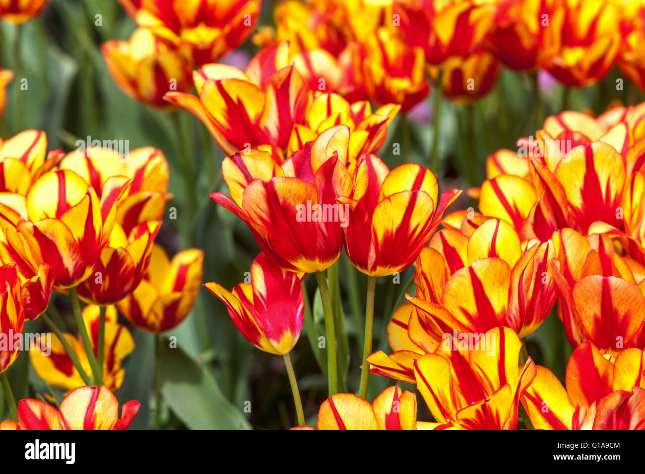 Blühender Tulpen Garten, Tulipa "Farbeppektakel" Stockfoto