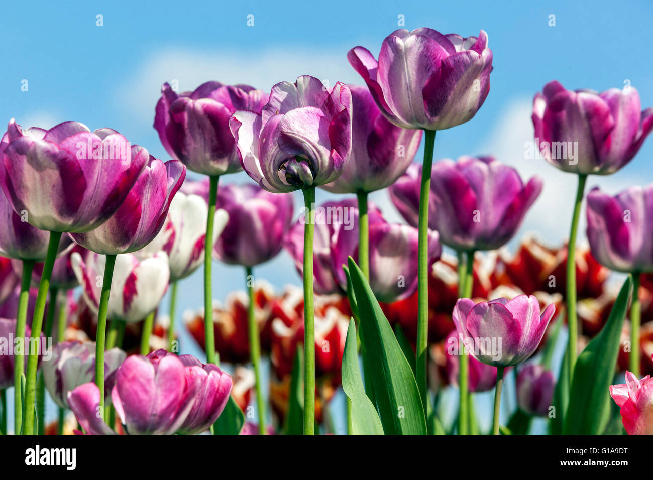 Purple Tulips Garten, Triumph Tulip Tulipa „Shirley Dream“ Frühlingsblumen Garten Himmel auf einem Blumenbeet Stockfoto