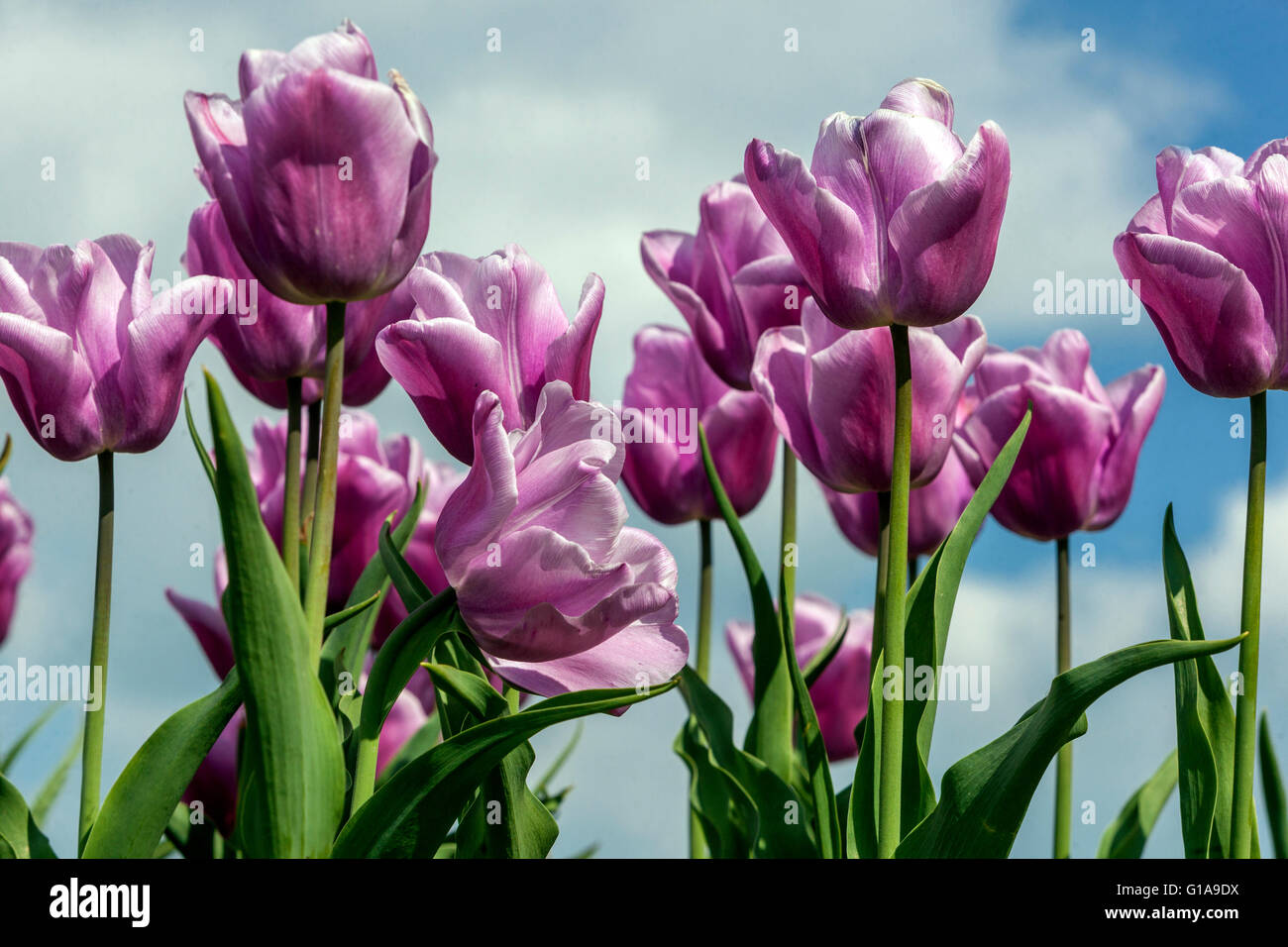 Lila Tulpen flower bed gegen den blauen Himmel Garten Stockfoto