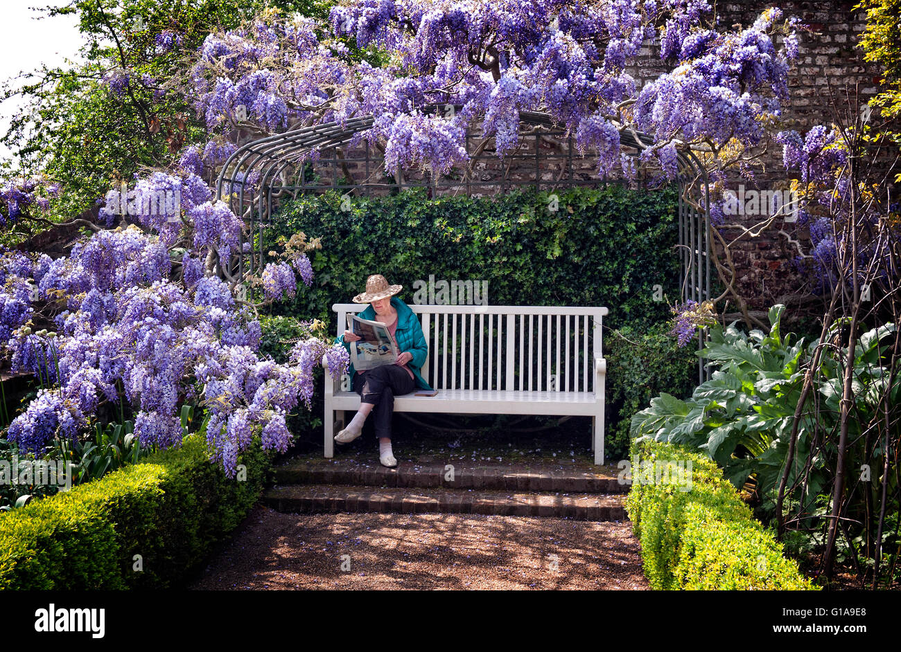Frau sitzt in ummauerten Garten Lesung auf einer Bank unter einem Glyzinien Baum in Blüte. Stockfoto