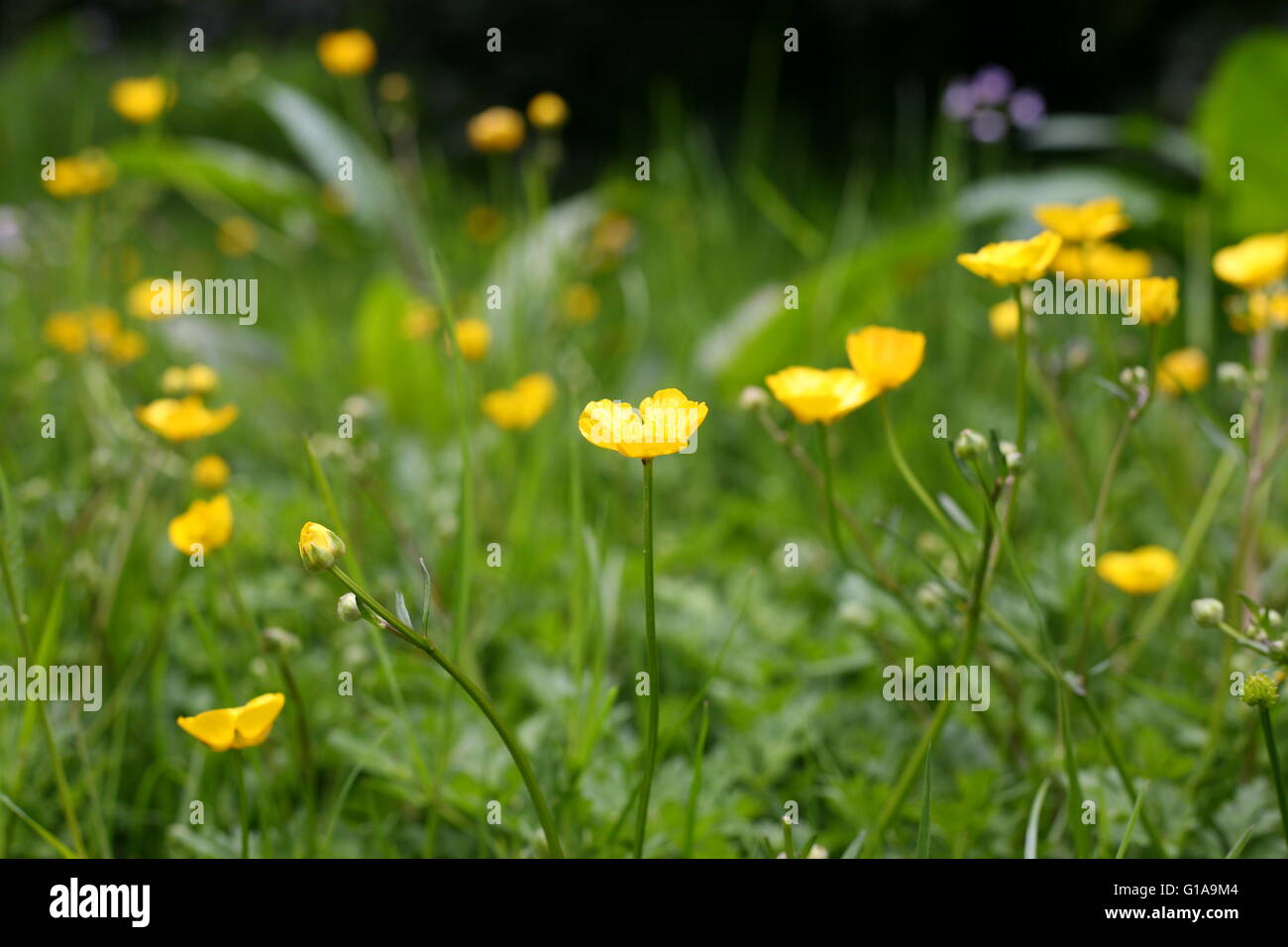 Buttercup Blumen in einem Garten in Bonn, Deutschland Stockfoto
