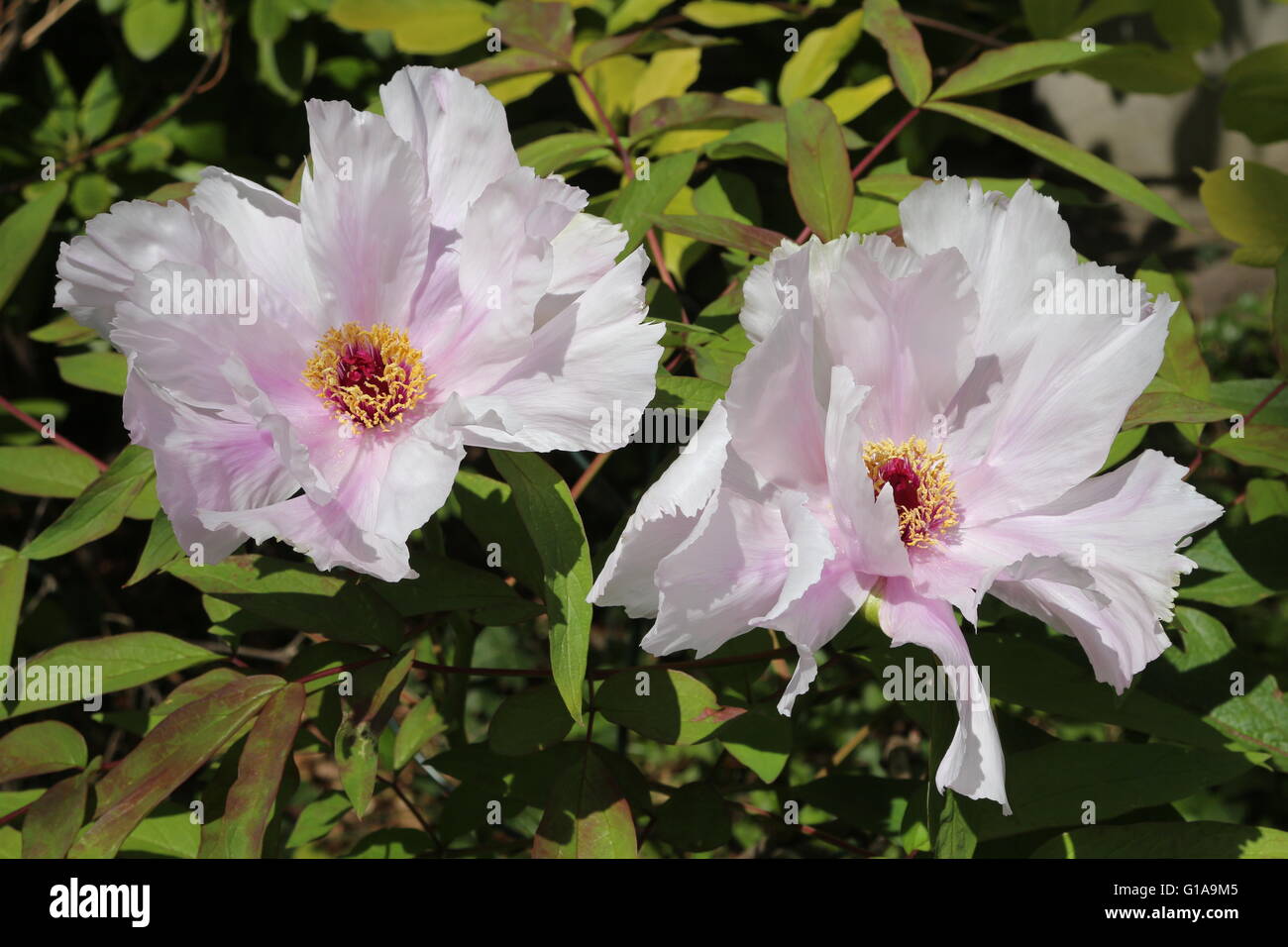 zwei Pfingstrose Blumen in einem Garten in Bonn, Deutschland Stockfoto