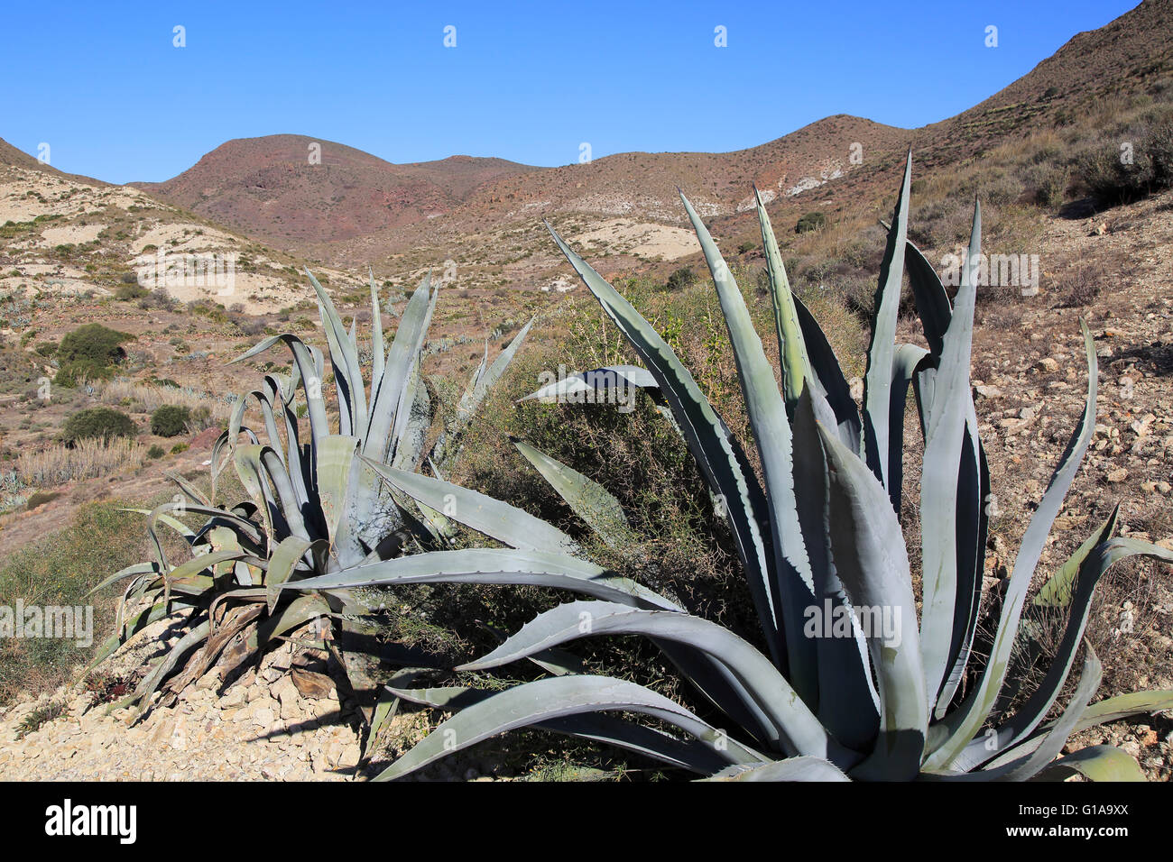 Agave Americana Kaktus Pflanze gepflanzt im Naturpark Cabo de Gata, Almeria, Spanien Stockfoto