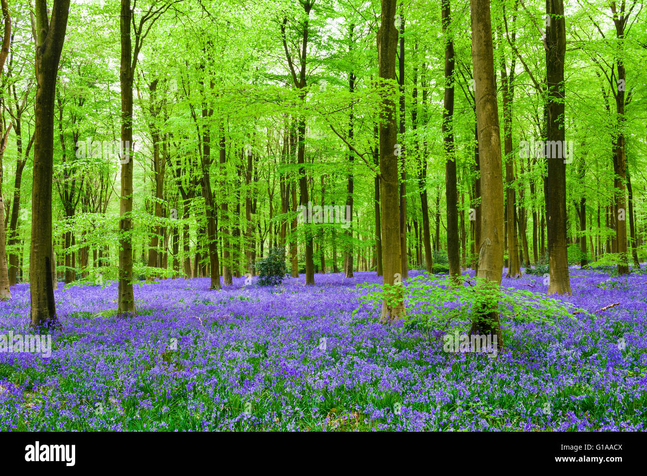 Ein Teppich aus Glockenblumen im Buche Wald West Wald im Frühjahr in der Nähe von Marlborough, Wiltshire, England. Stockfoto