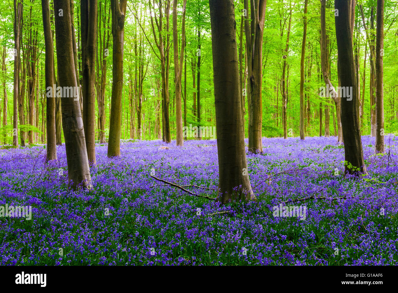 Ein Teppich aus Glockenblumen im Buche Wald West Wald im Frühjahr in der Nähe von Marlborough, Wiltshire, England. Stockfoto