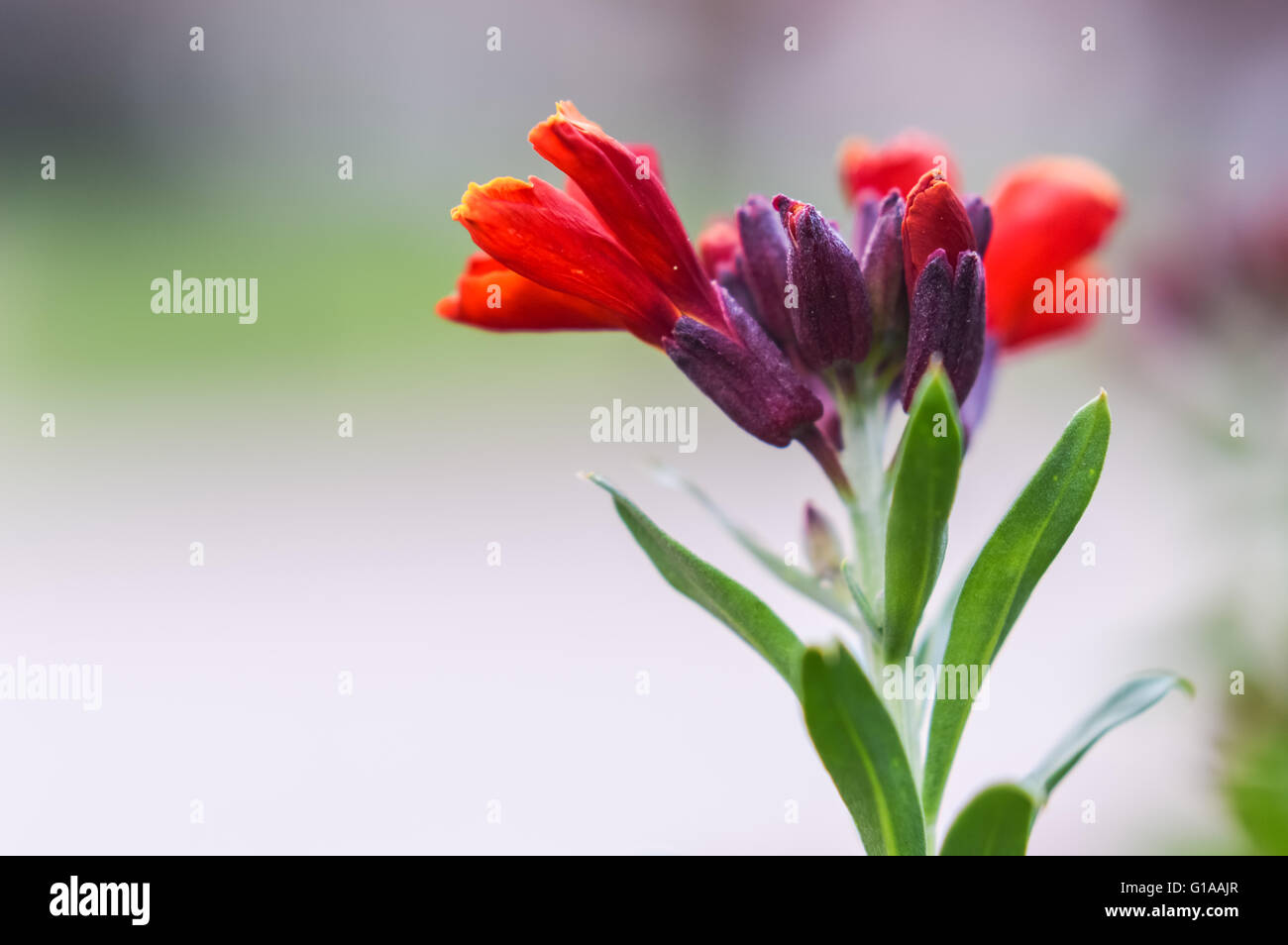 Rote Blüte der Mauerblümchen Zonen cheiri Stockfoto