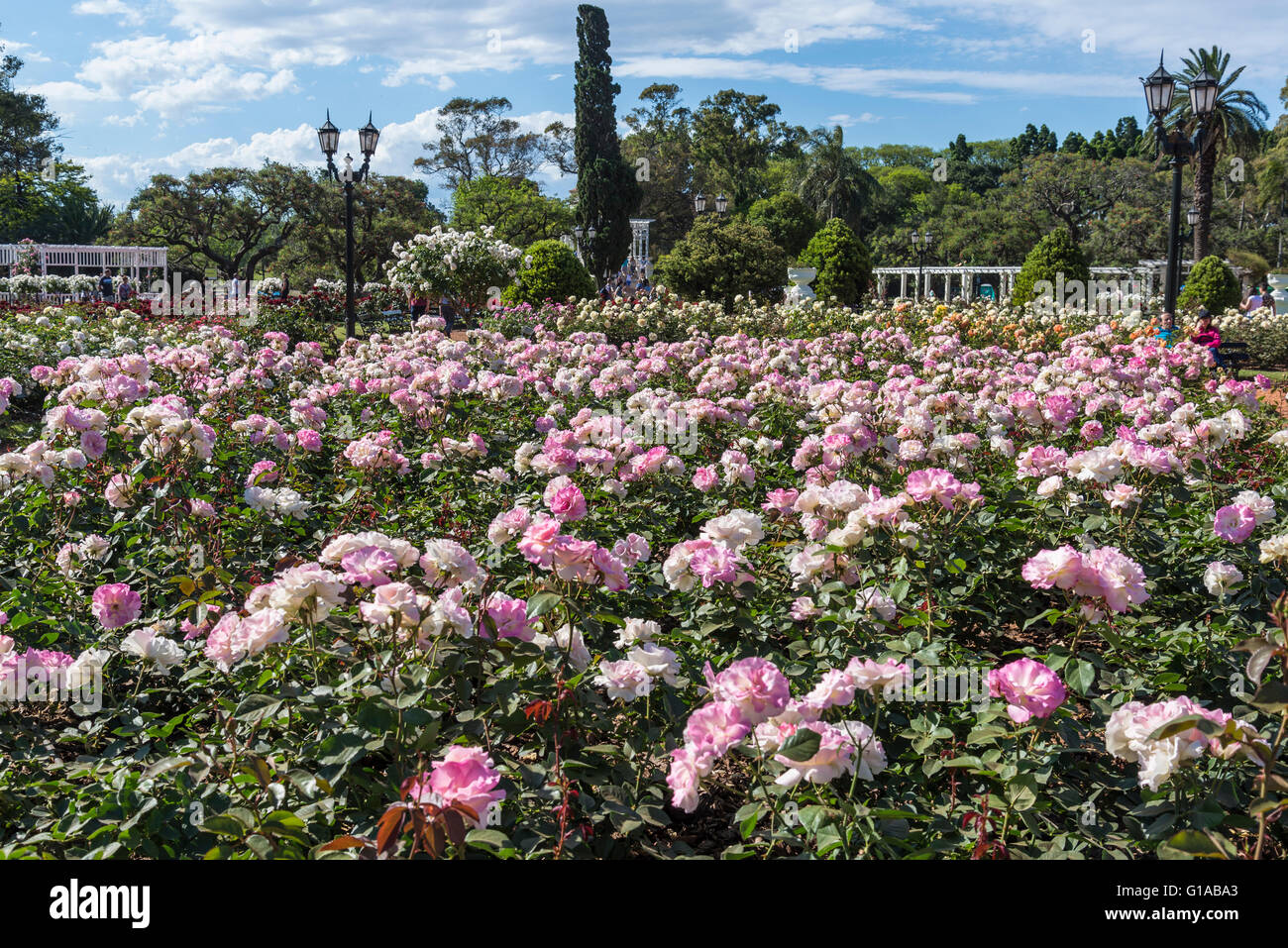 Rose Garden, Charles Aznavour Rosen, Rosedal, Buenos Aires, Argentinien Stockfoto