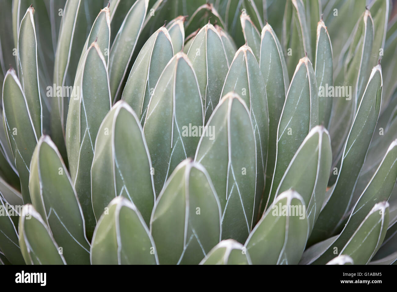 Agave Victoriae-Reginae verlässt Textur Hintergrund Stockfoto
