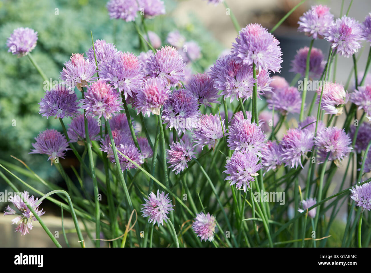 Schnittlauch, Allium Schoenoprasum lila Blumen und Blätter Stockfoto