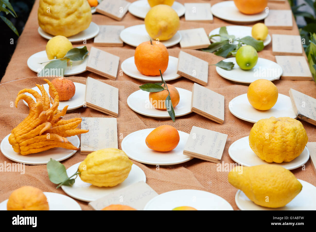 Verschiedene Arten von Zitrusfrüchten auf einem Tisch Stockfoto