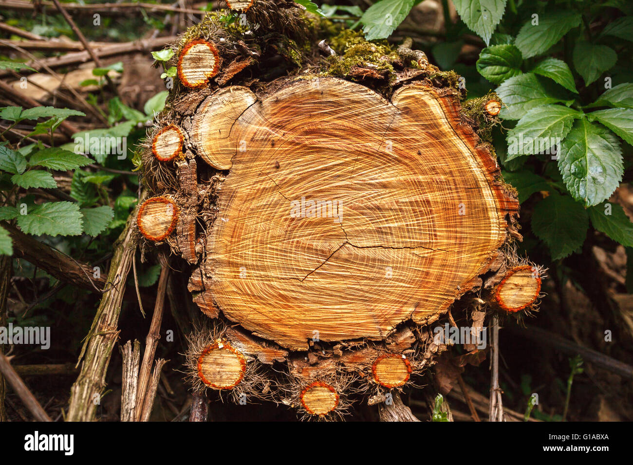 Abschnitt von einem Baumdetails mit anderen kleinen Stubs rund um Stockfoto