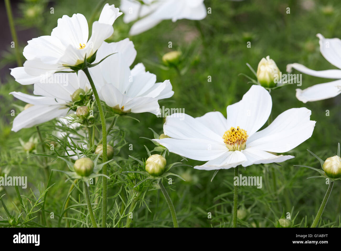 Weiße Blumen Garten Kosmos, Cosmos Bipinnatus Hintergrund Stockfoto