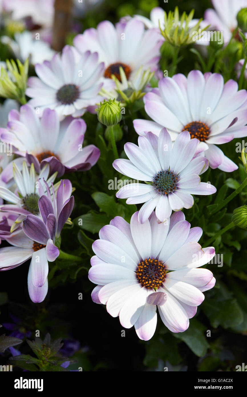 Dimorphotheca, weiß und lila Blumen Stockfoto