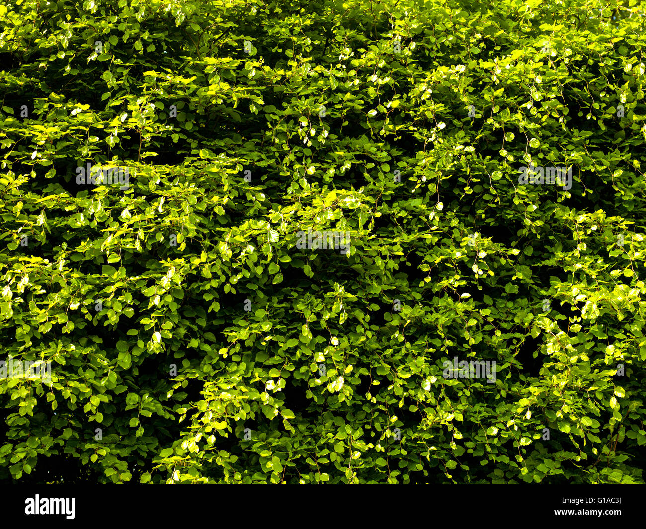 Dichtem Beech Hedge Zeile im Frühling mit neuen Blätter wachsen Stockfoto