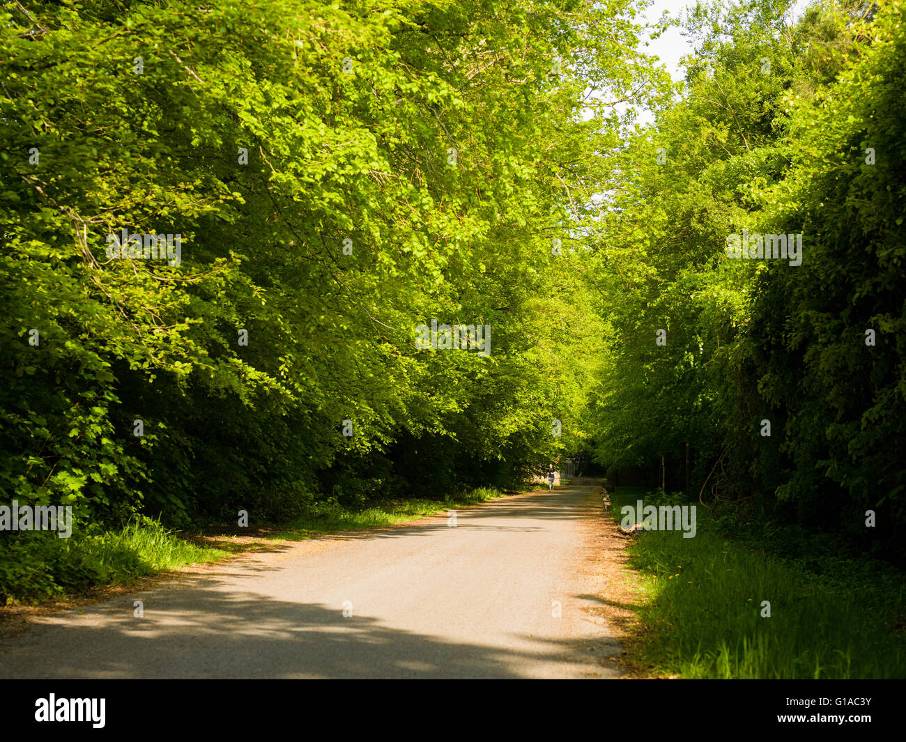Ruhigen friedlichen Bäumen gesäumten Feldweg in England im Frühling Stockfoto