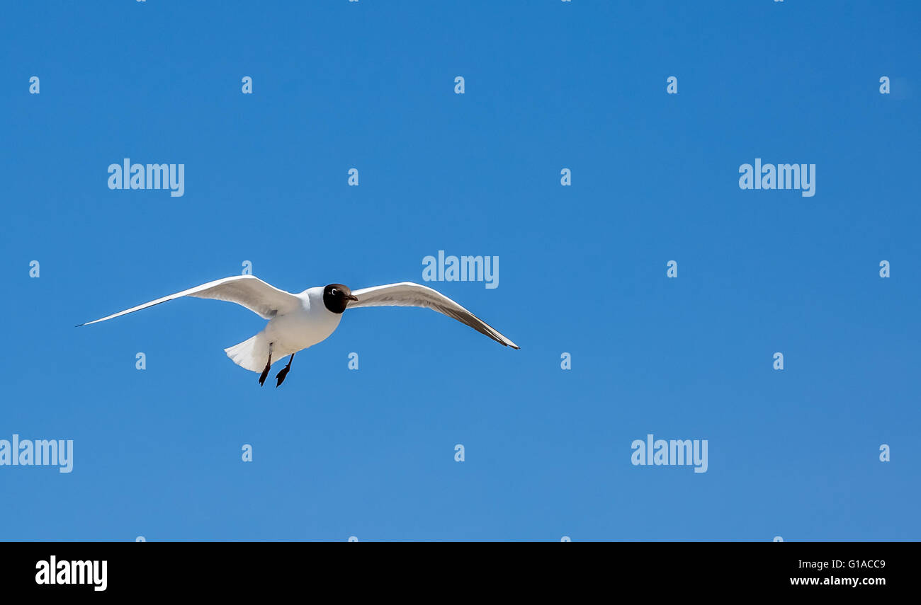 steigenden Vogel Stockfoto