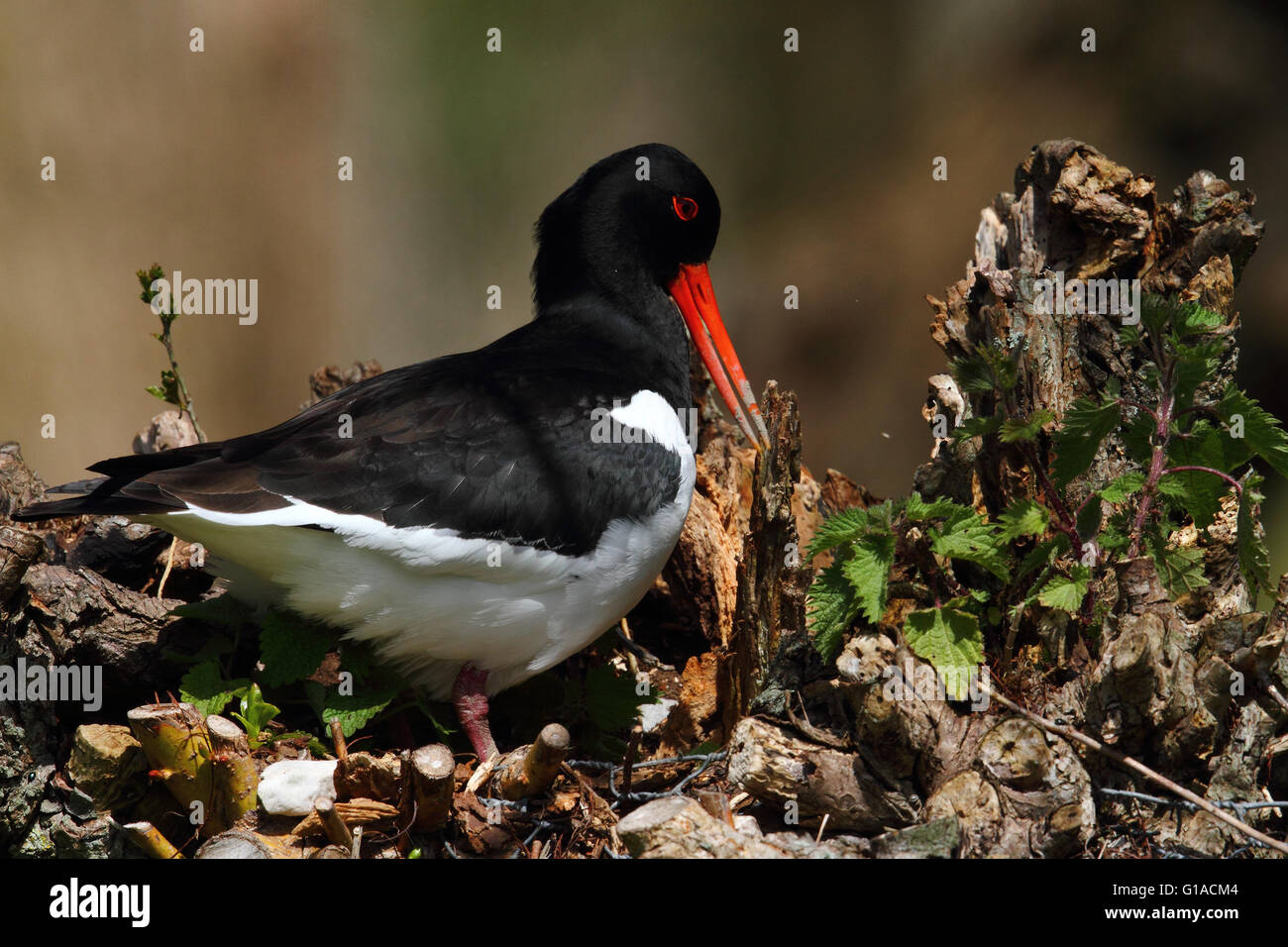 Eurasischen Austernfischer (Haematopus Ostralegus) Stockfoto