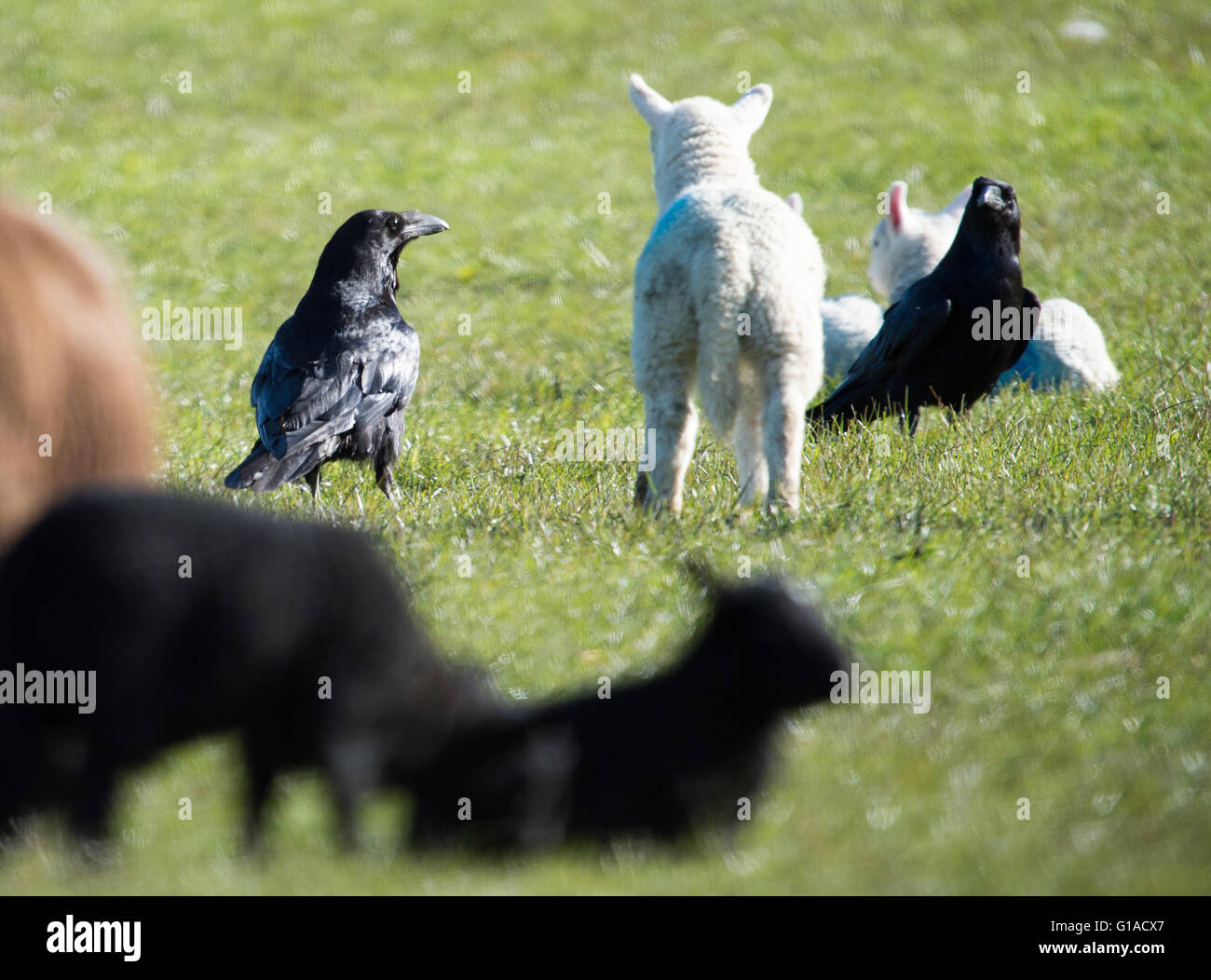 28.04.2016, zwei Raben, Rabenvögel, in einem Lämmer Feld im Bereich Caithness, Schottland, Vereinigtes Königreich. Stockfoto