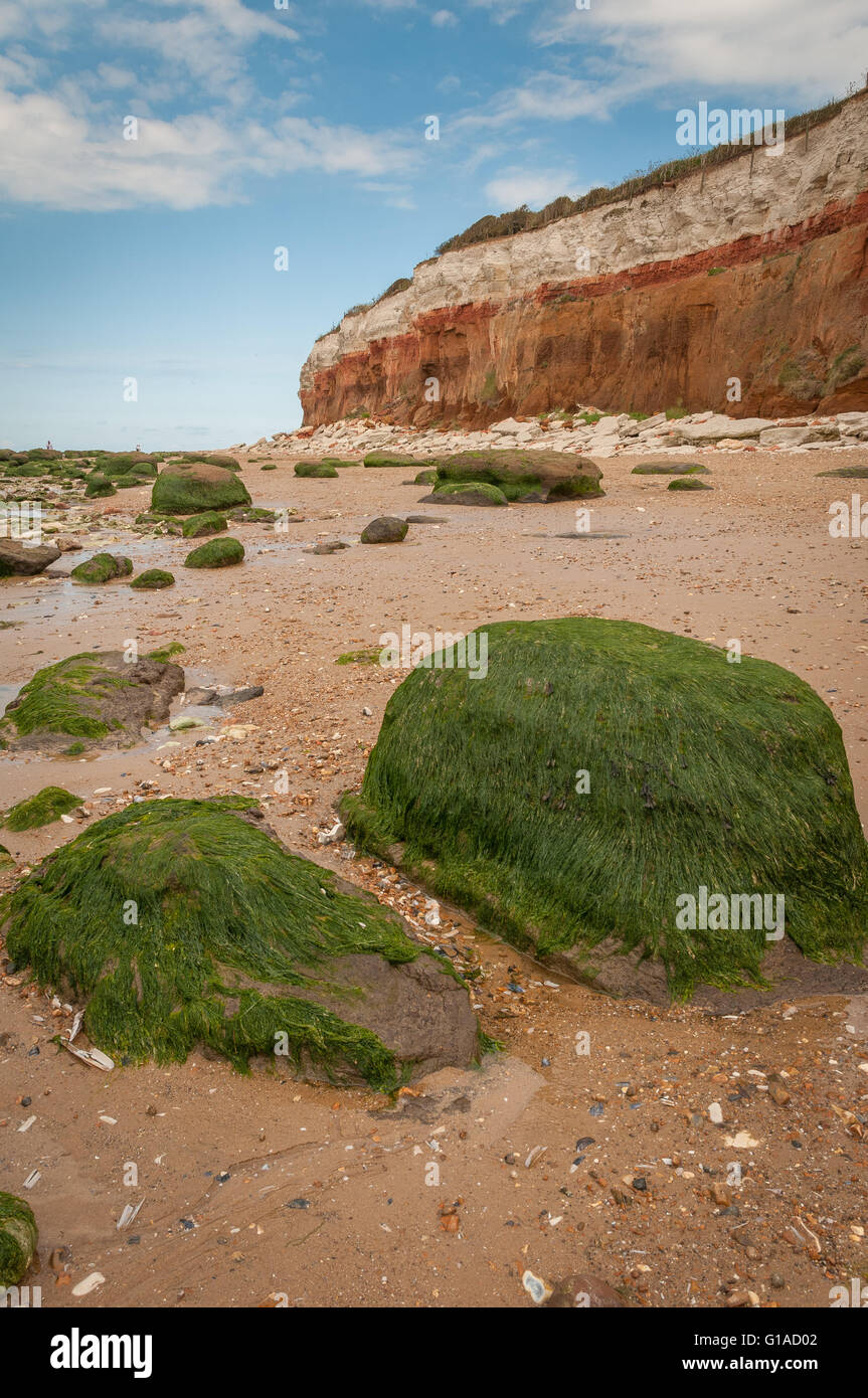 Seetang bedeckt Felsen am Strand von alten Hunstanton unter kreidezeitlichen Schichten von Hunstanton Klippen Stockfoto