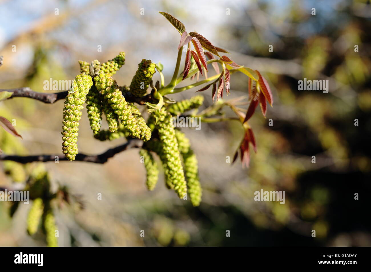 Walnuss Baum blüht im Mai in Spanien. Stockfoto