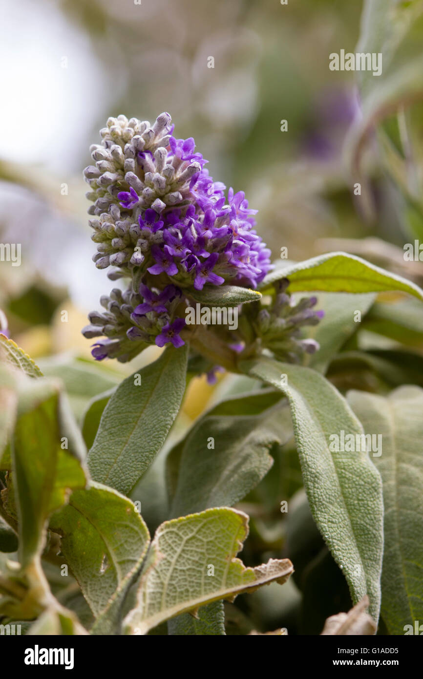 Blume-Fachwerk des immergrünen südafrikanische Sagewood, Buddleja salviifolia Stockfoto