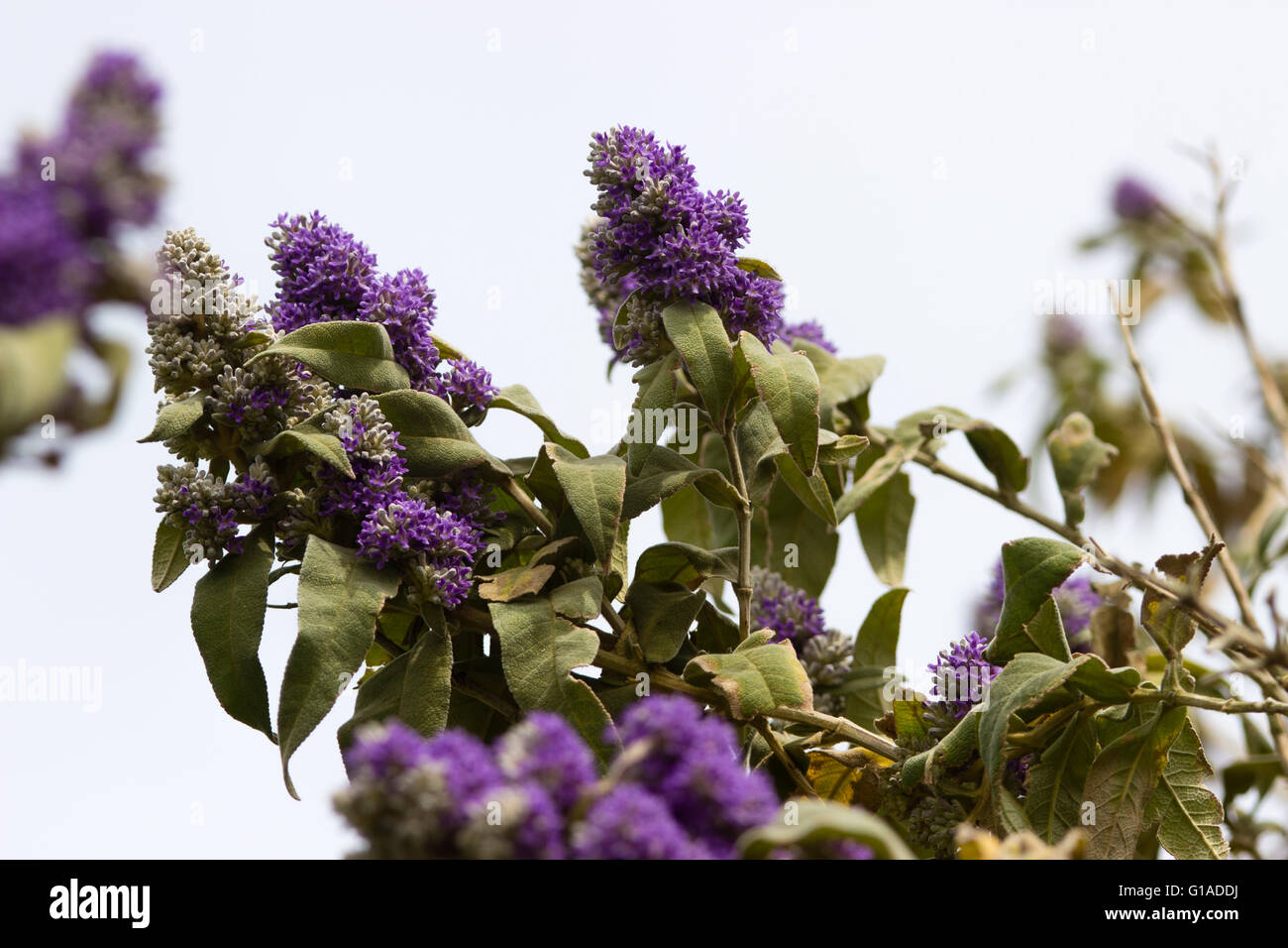 Blume-Traversen des immergrünen südafrikanische Sagewood, Buddleja salviifolia Stockfoto