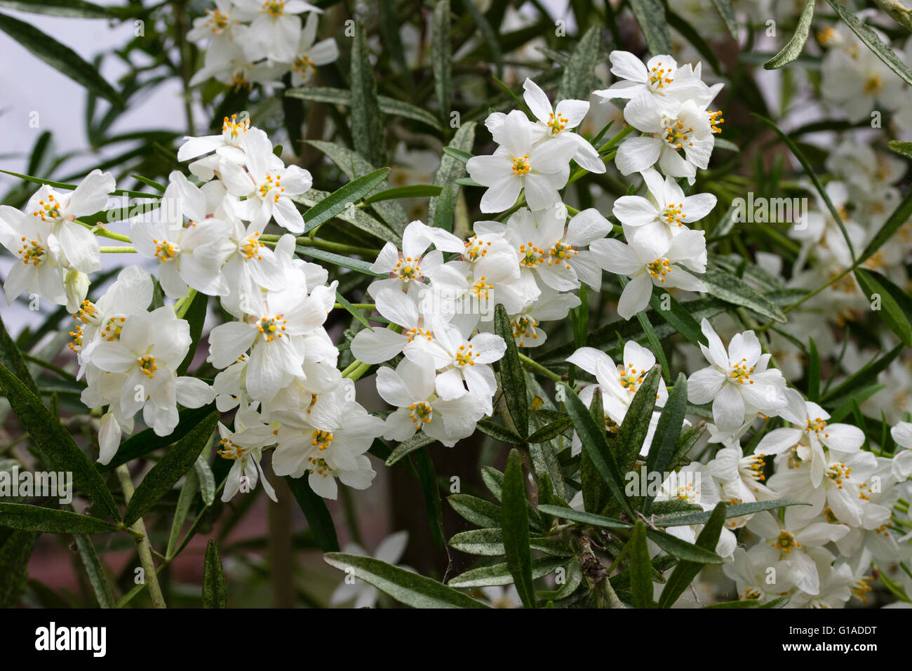 Duftende weiße Blüten des immergrünen, Hybrid, späten Frühjahr blühen Choisya "Aztec Pearl" Stockfoto