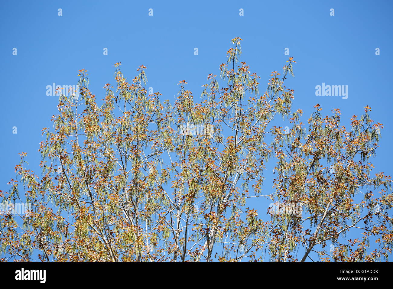 Walnuss Baum blüht im Mai in Spanien. Stockfoto