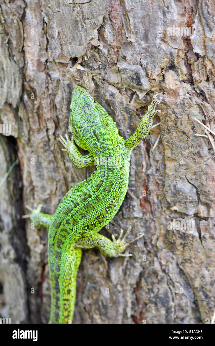 Grüne Eidechse im Nationalpark Meschersky. Der Smaragd Eidechse auf einer Kiefer. Stockfoto