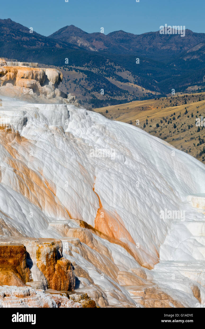 WYOMING - Kanarischen Frühling, eine aktive Travertin Terrasse im oberen Terrassenbereich in Mammoth Hot Springs im Yellowstone-Nationalpark. Stockfoto