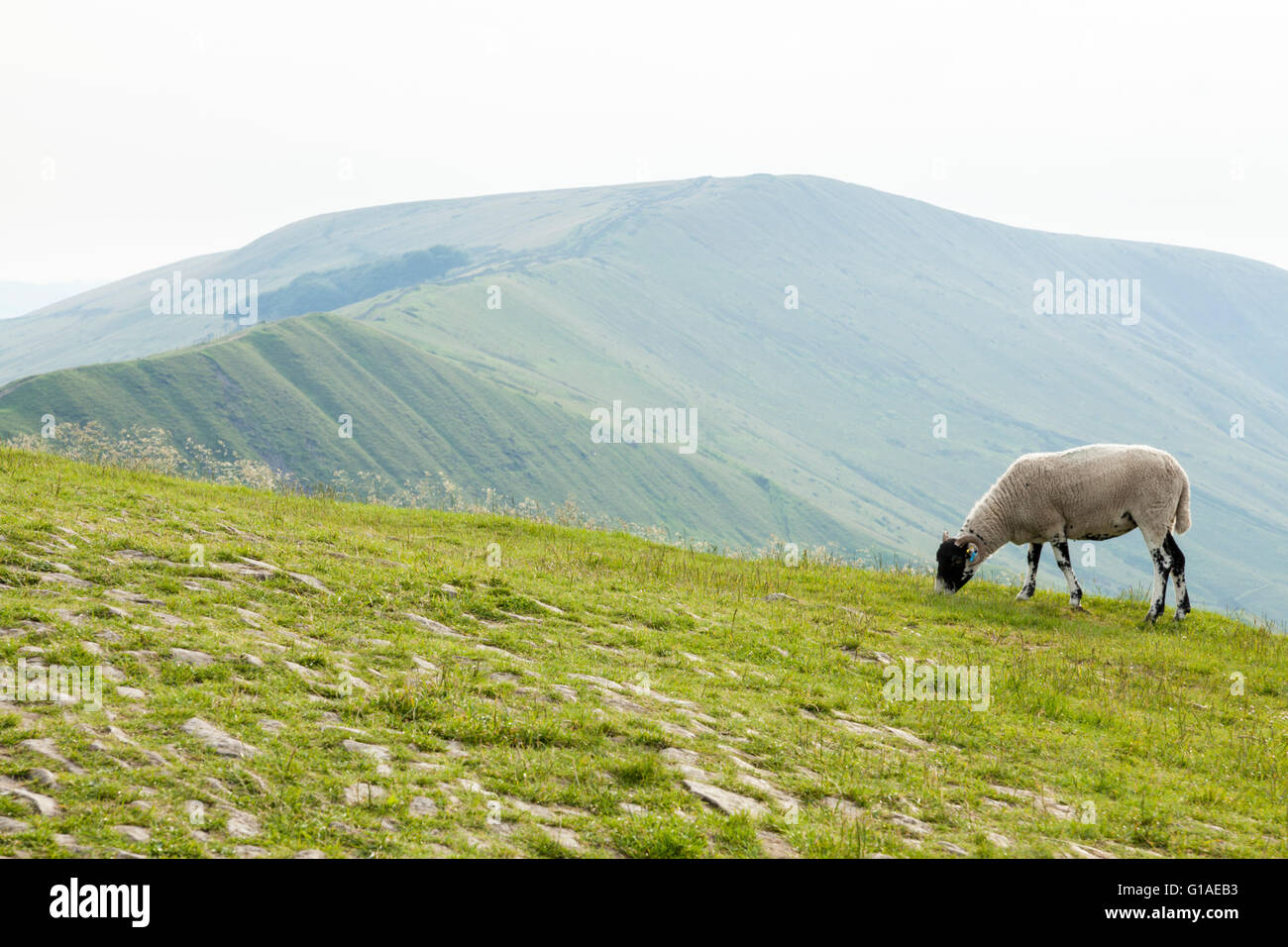 Schafe auf einem Hügel auf einer diesigen Tag Sommer. Mam Tor mit Rushup Edge Hill steigende im Hintergrund, Derbyshire, England, Großbritannien Stockfoto