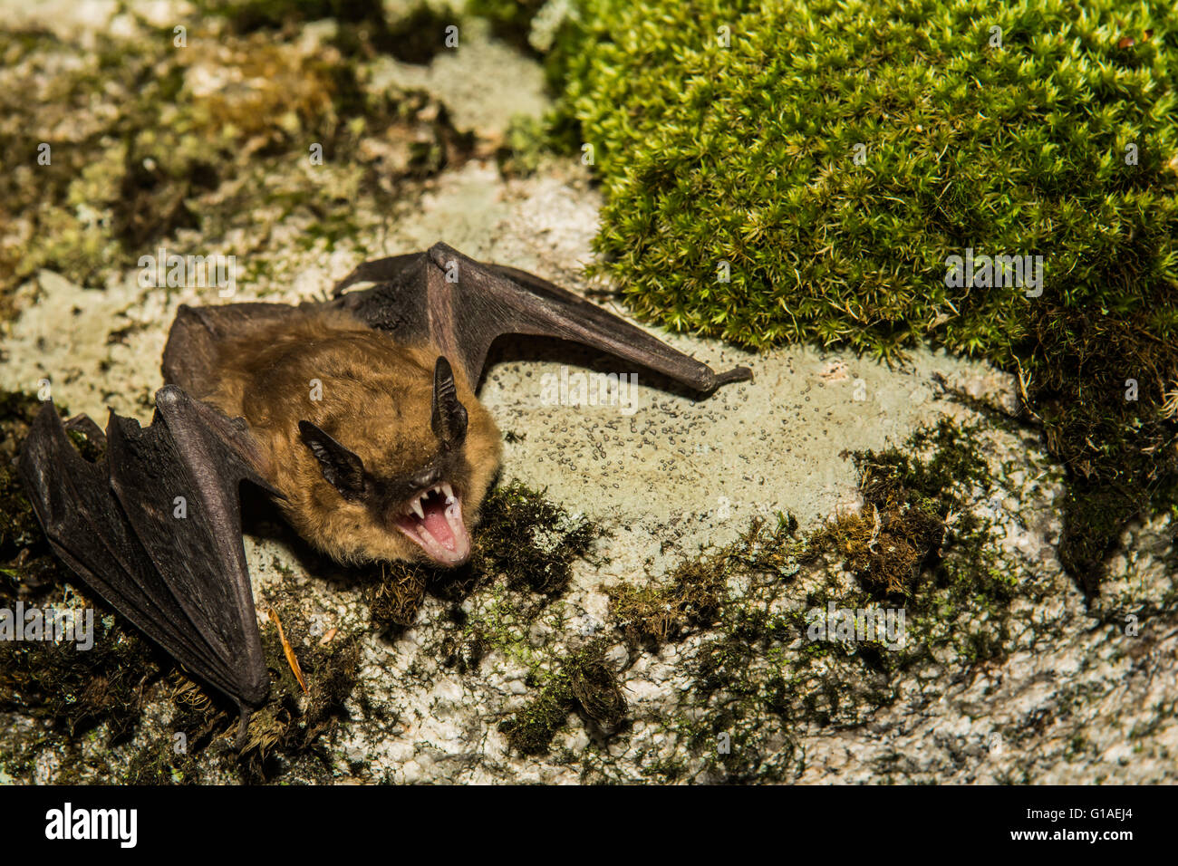 Große braune Fledermaus Stockfoto