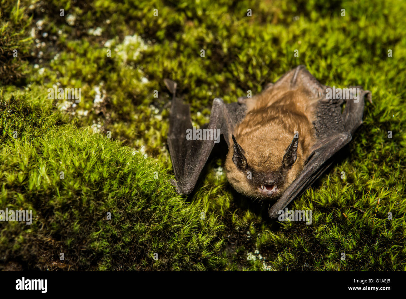Große braune Fledermaus Stockfoto