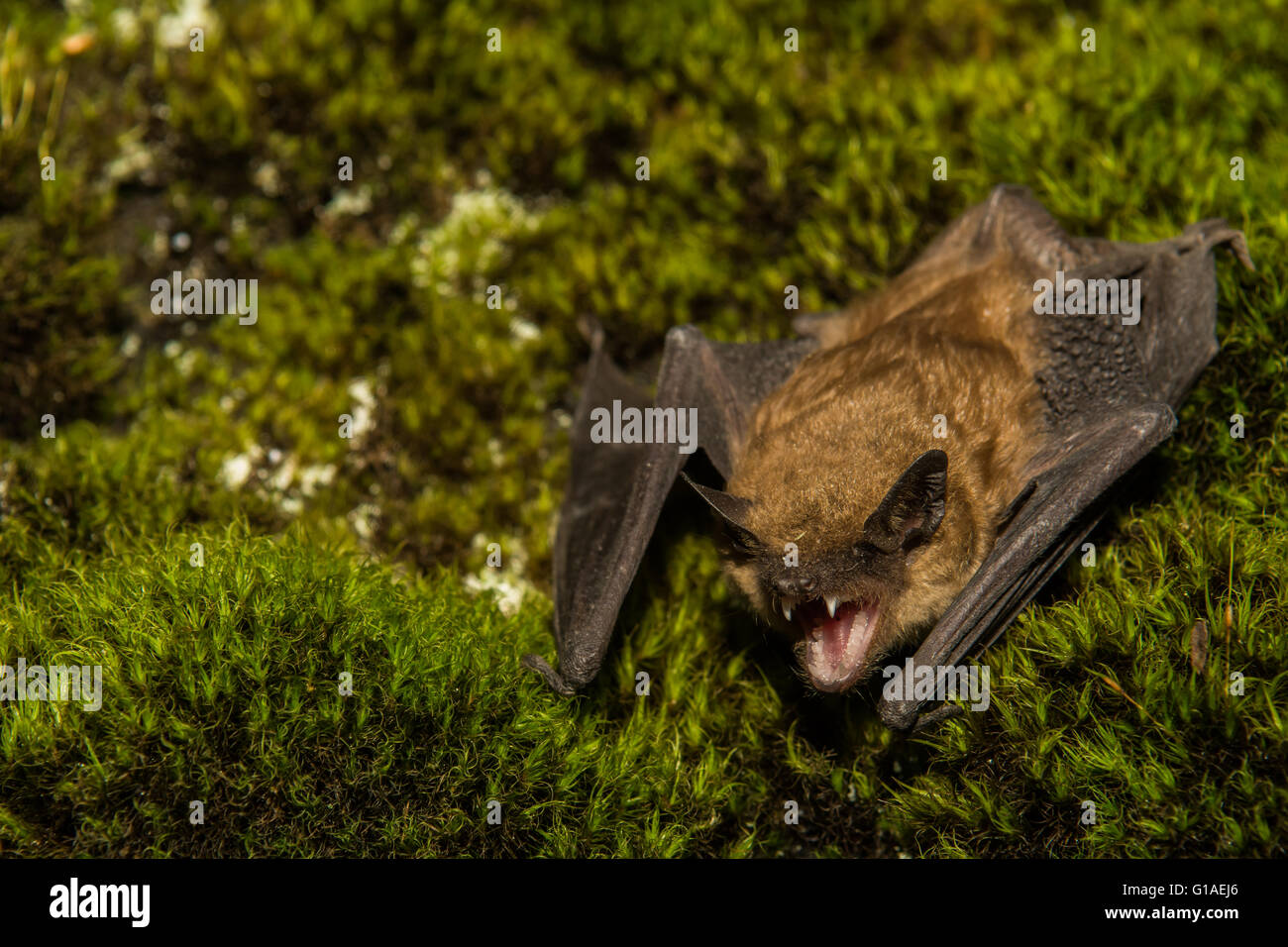 Große braune Fledermaus Stockfoto