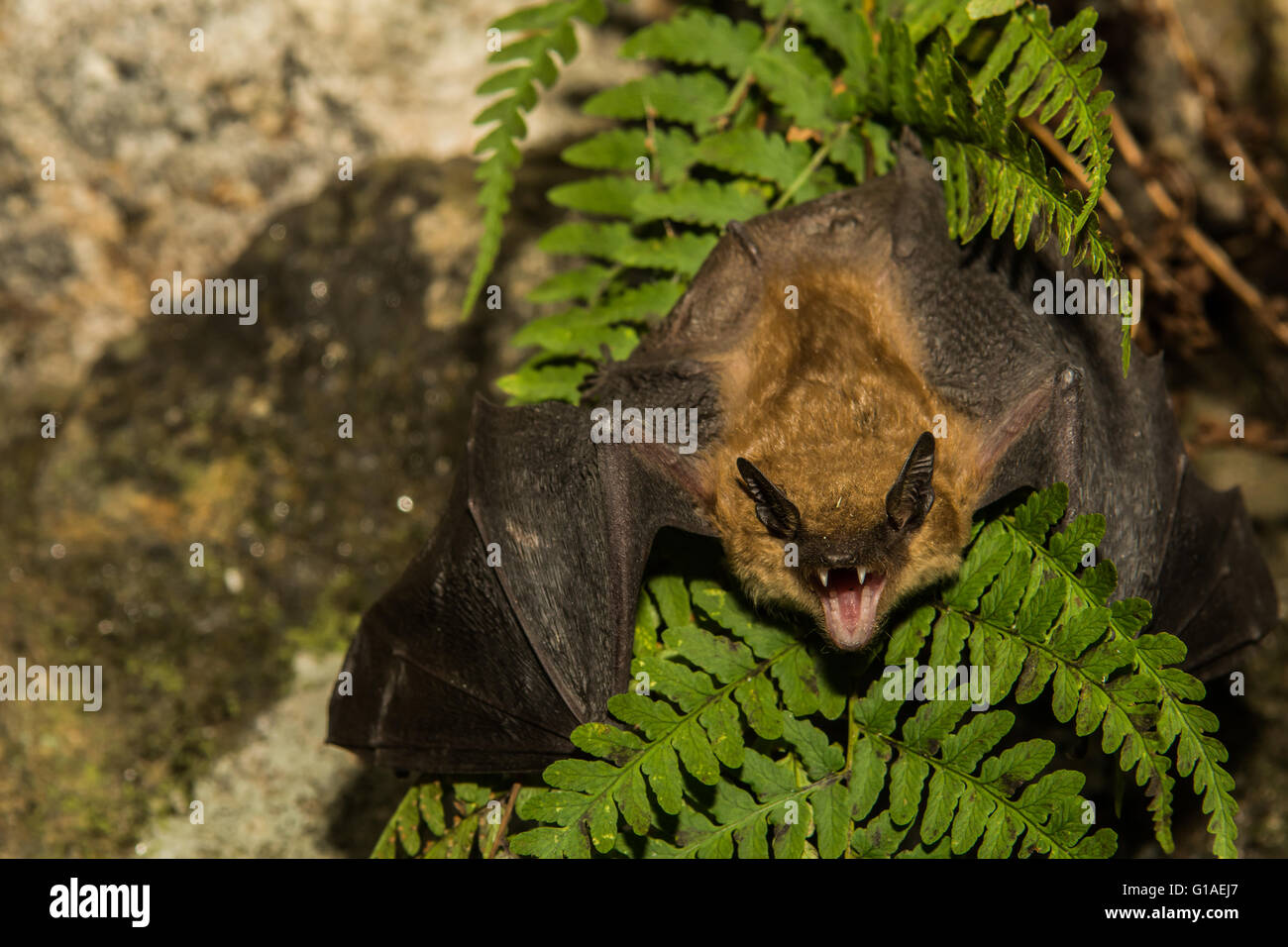 Große braune Fledermaus Stockfoto