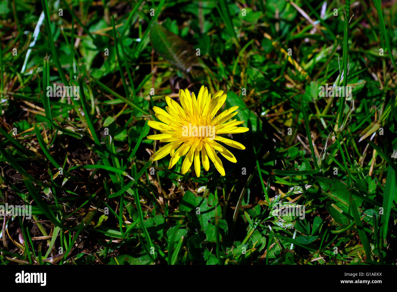 LÖWENZAHN Stockfoto