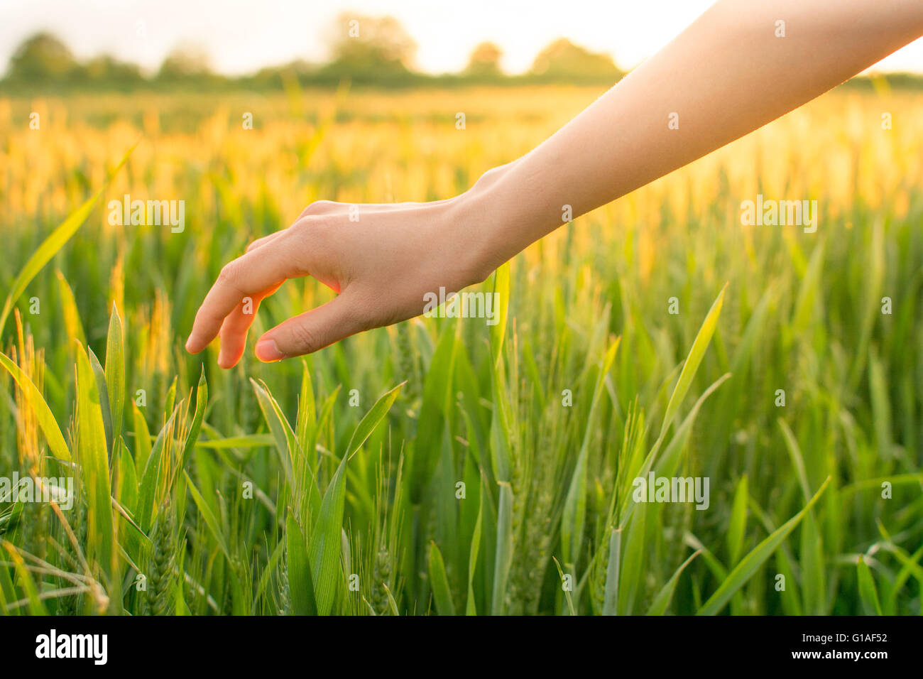 Hand der Frau in einem Feld von Weizen Stockfoto