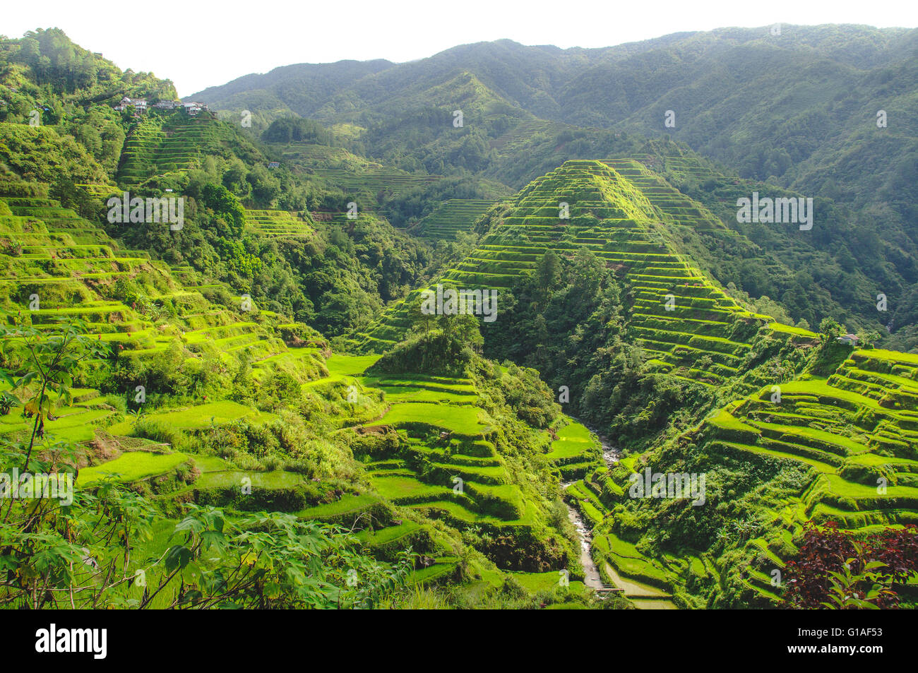 2000 Jahre alten Reisterrassen geschnitzt in den Bergen in Banaue, Nord-Luzon Stockfoto