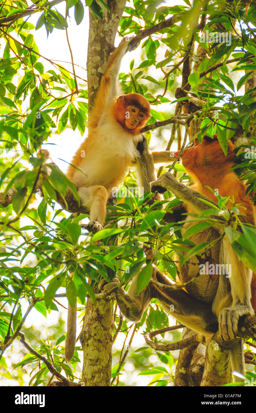 Nasenaffen Labuk Bay Monkey Sanctuary in Borneo Stockfoto