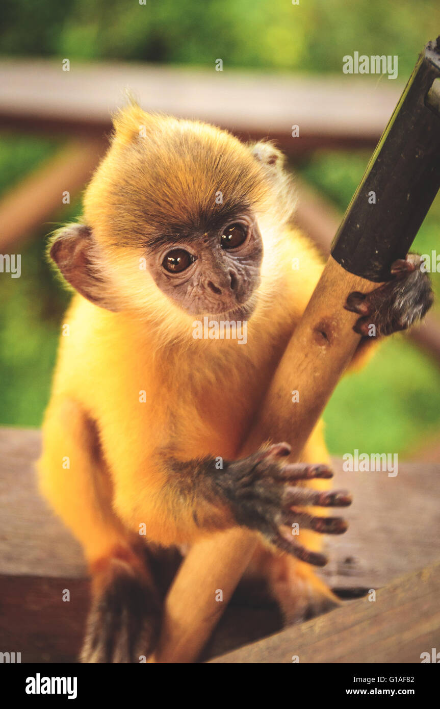 Affenbaby versilbert Blatt an der Labuk Bay Monkey Sanctuary Stockfoto