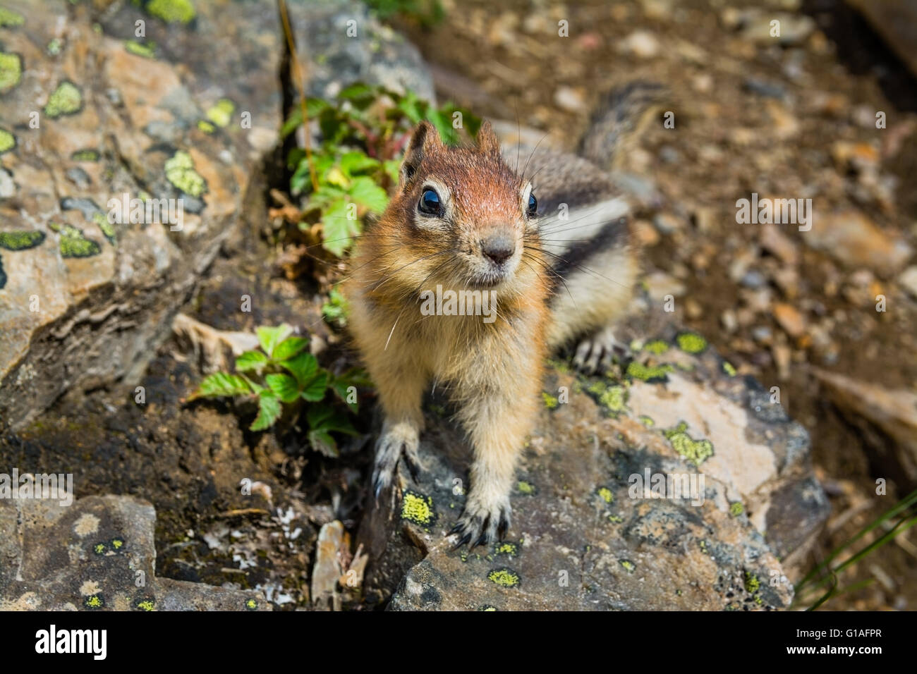 Niedliche kleine Streifenhörnchen, die auf einem Felsen sitzen Stockfoto