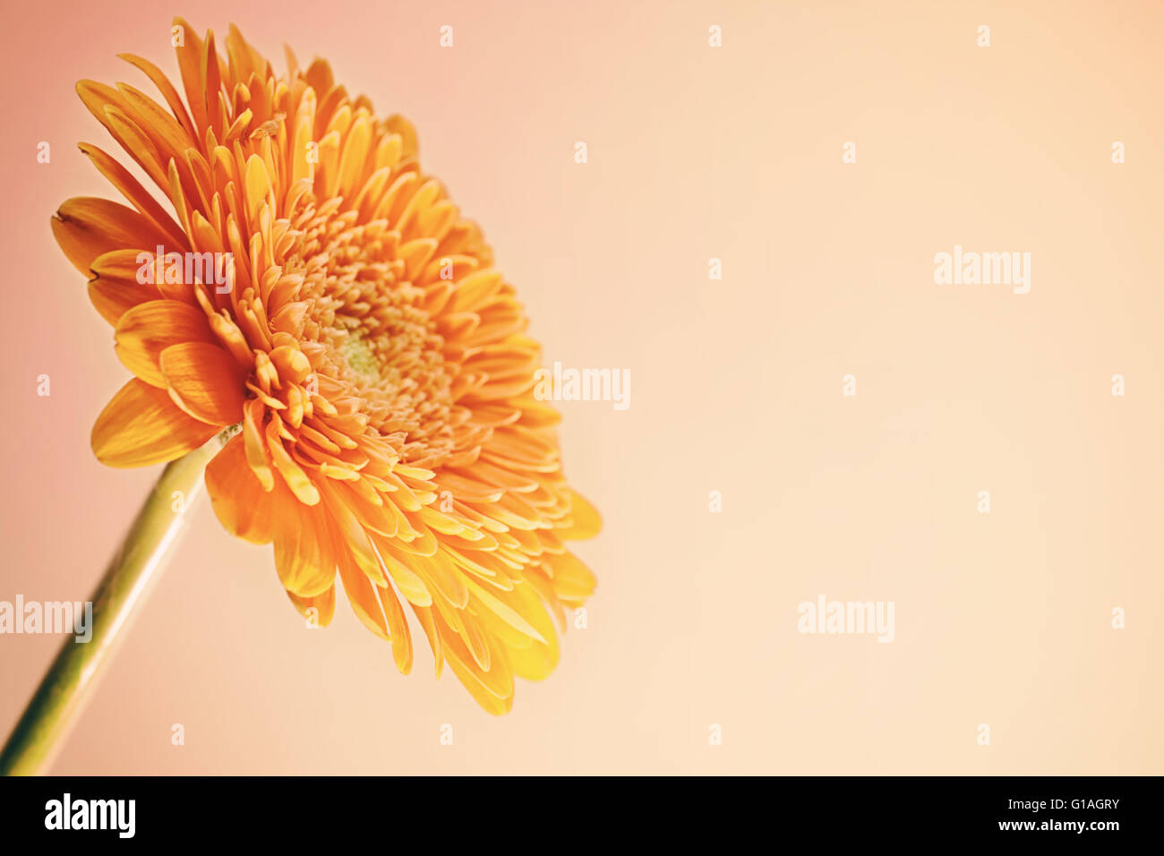 Grußkarte mit orange Gerbera Blume auf rosa Hintergrund Stockfoto