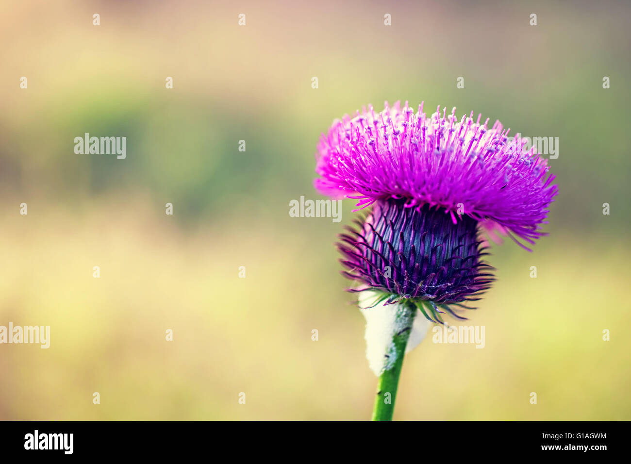 Schöne lila Blume stacheligen Disteln mit Dornen Stockfoto